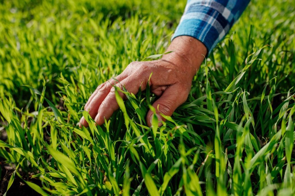 farmer touching green grass in field 2023 11 27 05 01 37 utc