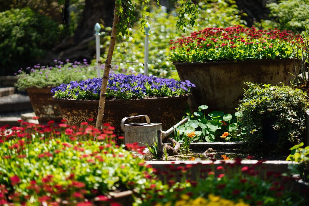 garden with multicolor flowers 2023 11 27 05 21 02 utc